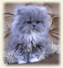 Blue Tabby Persian Red Tabby White Persian Shaded Silver Persian Persiancatdollface Beautiful Cats Kittens Cutest Pretty Cats