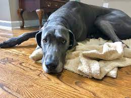 We did not find results for: What Is A Great Dane Heat How To Recognize It How To Handle It