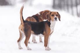 Image result for Harrier dog