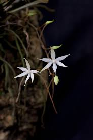 Image result for Aerangis kirkii