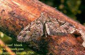 Image result for Eupithecia lanceata