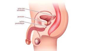 Dans le cas où l'homme peut être stimulé très vite par la vue des fesses, du vagin et de l'anus, la position de la une position de contrôle pour l'homme, car par derrière, il est libre de diriger ses mouvements, mais également d'occuper sa pensée pour ne pas être trop excité et éjaculer trop vite. Ejaculation Precoce Qui Consulter Ejaculation Precoce Medipedia