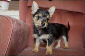 Chorkie Chihuahua Yorkie Mix Breed Review And 13 Pictures Animalso