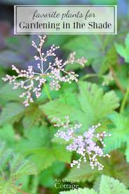 Maybe you would like to learn more about one of these? My 14 Favorite Plants For Gardening In The Shade One That S Not An Oregon Cottage