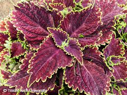 Image result for Coleus sylvestris