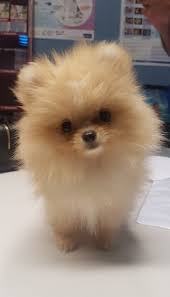 Cani in vendita, accoppiamento e regalo. Spitz Nano Tedesco Zoomiguana