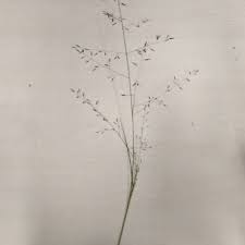 Image result for Eragrostis leptotricha