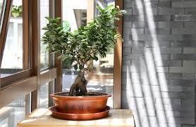 Maybe you would like to learn more about one of these? 6 Types Of Bonsai Trees You Can Grow Indoors Az Big Media