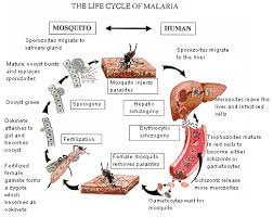 While in the mosquito's stomach, the microgametes penetrate the macrogametes generating zygotes. World Malaria Day 2012 Naijapals Malaria Life Cycle Malaria Life Cycles