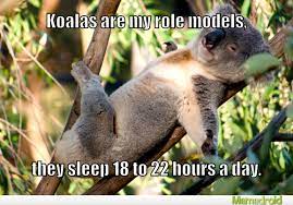 Koalas Meme By Psycho7846 Memedroid