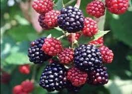 صوت مصر الحرة مباشر فوائد التوت Blackberry Fruit Blog