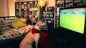 Maybe you would like to learn more about one of these? Dog Watches Soccer Game On Tv And Celebrate A Goal Video Dailymotion
