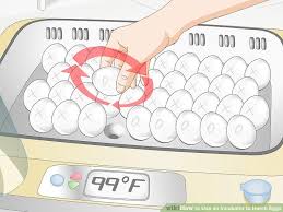 how to use an incubator to hatch eggs with pictures wikihow