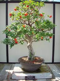 The plant looked healthy and was well packaged but no specific. Pomegranate Bonsai By Omega856 On Deviantart Indoor Bonsai Tree Bonsai Tree Bonsai Tree Types