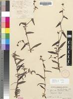 Image result for Cyanotis sp. aff. C. lapidosa