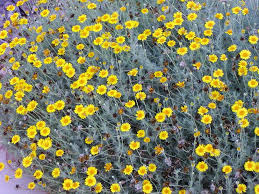 Image result for Dyssodia