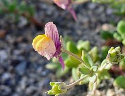 Image result for Plantaginaceae