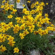 Flowers in oregon and washington. Subalpine Wildflowers Yellow Orange Mount Rainier National Park U S National Park Service