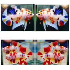Ikan cupang memang sangat banyak jenisnya dan corak tubuhnya. Shopee Indonesia Jual Beli Di Ponsel Dan Online