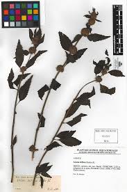 Image result for Achyrospermum ciliatum