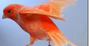 Mulai dari suara yang merdu sampai dengan tubuhnya yang kecil. Harga Kenari Merah Wortel Mempesona Beserta Perawatan