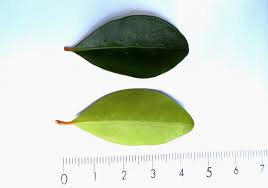 Image result for Coffea salvatrix