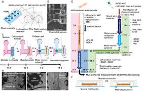 Mac & k tell em. Microphysiological 3d Model Of Amyotrophic Lateral Sclerosis Als From Human Ips Derived Muscle Cells And Optogenetic Motor Neurons Science Advances