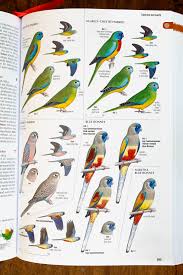 The Australian Bird Guide Reviewed By A Bird Photographer
