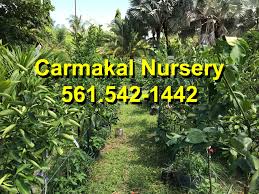 The fruit tree specialists deciduous, citrus, avocado, nuts, grapes, berries, and more. Fruit Trees Of The World Home Facebook