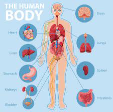 Anatomy Of The Human Body Infographic 1427434 Download Free Vectors Clipart Graphics Vector Art
