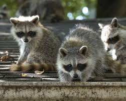 How to keep raccoons out of the garden. Time To Start Culling Toronto S Nasty Raccoons Hepburn The Star