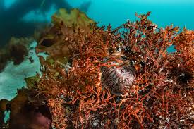 Image result for Isoglossa vulcanicola