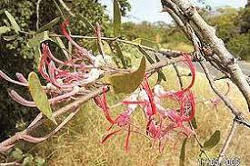 Image result for Plicosepalus amplexicaulis