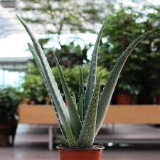 Versandt und verkauft von exotenherz. Echte Aloe Vera Aloe Vera Gartencenter Zulauf Pflanzen Kaufen