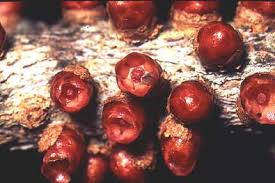 Image result for Apodanthaceae