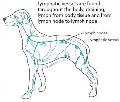 Lymphoma in dogs diagnosis and treatment. Lymphatic Vessel Tumors Vca Animal Hospital