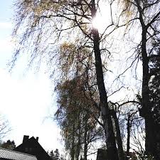 Birken benötigen nicht unbedingt ein schneiden. Birken Auf Dem Nachbargrundstuck Ein Gefahr Baumpflegeportal