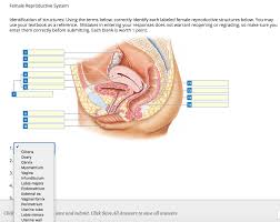 Reproductive system of the human male. Solved Female Reproductive System Identification Of Struc Chegg Com