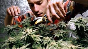 cannabis detection in saliva