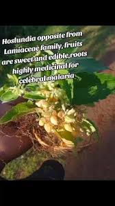 Image result for Hoslundia