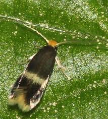 Image result for Stigmella prunetorum