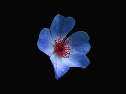 Maybe you would like to learn more about one of these? Nr39 Macro Flower Dark Blue Nature Wallpaper
