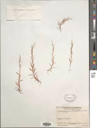 Image result for Schizachyrium brevifolium