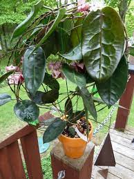 Http Vermonthoyas Com Hoya L M Hoya Megalaster Hoya Plants Hoya Plant Pretty Plants