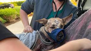 Warren group seeks donations for dog found seriously wounded by birdshot