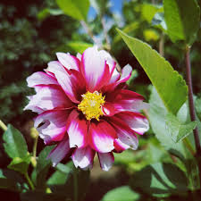 Image result for Glossostelma spathulatum