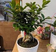 Ficus microcarpa care tips for zone 10a indoor bonsai