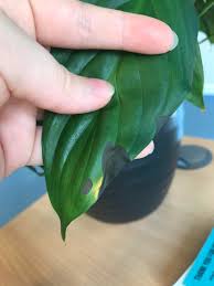 We did not find results for: Why Are These Black Spots Forming On My Peace Lily S Leaves Info In Comments Plantclinic