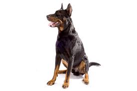 Why buy a beauceron puppy for sale if you can adopt and save a life? Beauceron Vs Rottweiler Breed Comparison Mydogbreeds