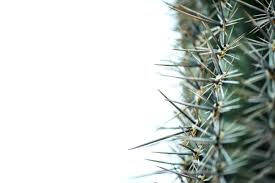 Allegation is false or not factual or the employee was not involved. You Re A Racist Four Steps To Avoid Panic When Someone Calls You A Racist By Jonathan Seyfried Medium